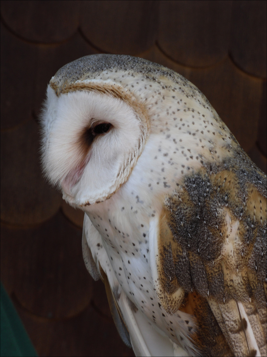 Tacoma, WA-Point Defiance Zoo & Aquarium-barn owl